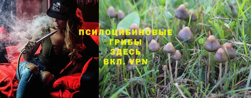 купить  цена  Макаров  Галлюциногенные грибы Psilocybine cubensis 